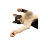 830585499