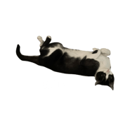 830585501