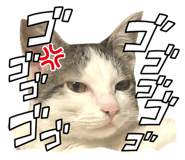 830865504
