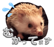830902884