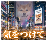 831268126