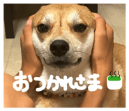 831350515