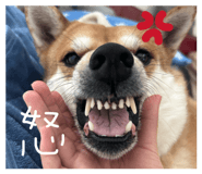 831350517
