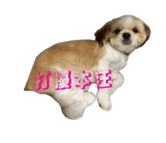 831408990