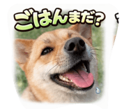 831455724