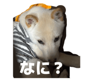 831527011