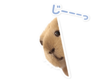 831811589