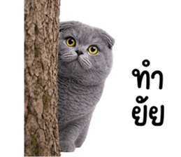 ลายที่ 3