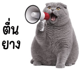 ลายที่ 5