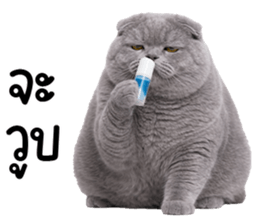 ลายที่ 9