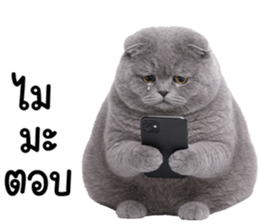 ลายที่ 11