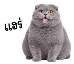 ลายที่ 13