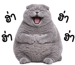 ลายที่ 15