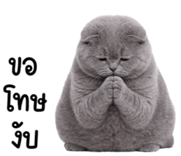 ลายที่ 23