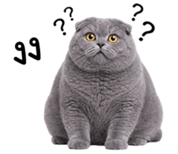 ลายที่ 29