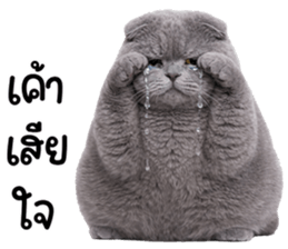 ลายที่ 31