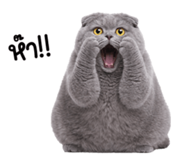 ลายที่ 39