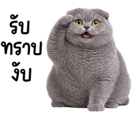 ลายที่ 41