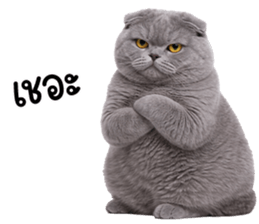 ลายที่ 43