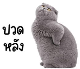 ลายที่ 45