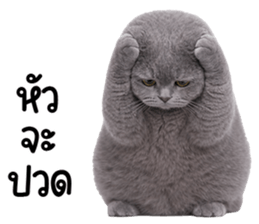 ลายที่ 47