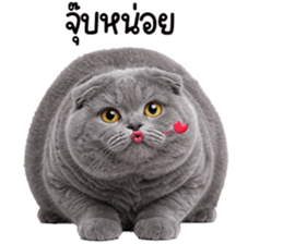 ลายที่ 49