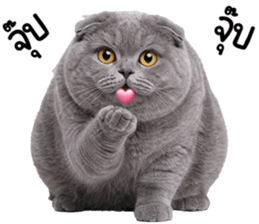 ลายที่ 51