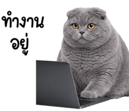 ลายที่ 53