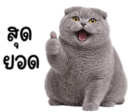 ลายที่ 55