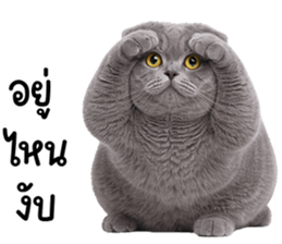 ลายที่ 65