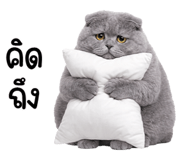 ลายที่ 67