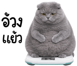 ลายที่ 71