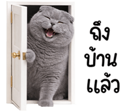 ลายที่ 73