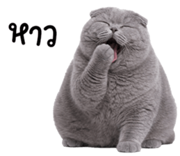 ลายที่ 75