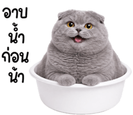 ลายที่ 77