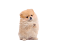 832001185