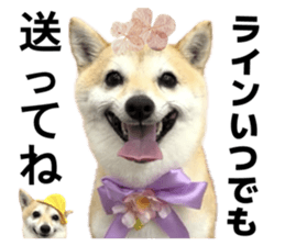 832003412