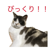 832032118