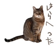 832076525