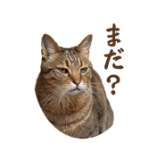 832076527