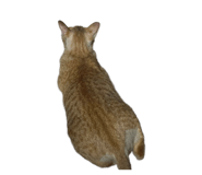 832086657