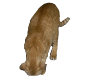 832086660