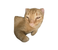 832086663