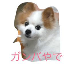83241307