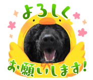 832425815