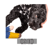 832518037