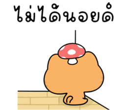 โมโมะ แมวเหมียวน่ารัก ติดตลก รูปที่ 9