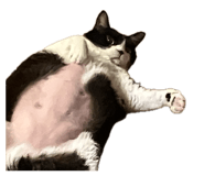832538551