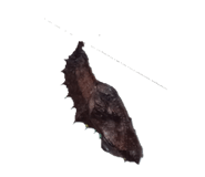 832546346
