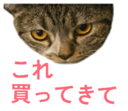 832573217